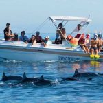 Eco-Sud veut une protection renforcée pour les dauphins, baleines et cachalots