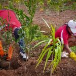 Beau Plan : une nouvelle route accompagnée de plantations de Tiny Forest